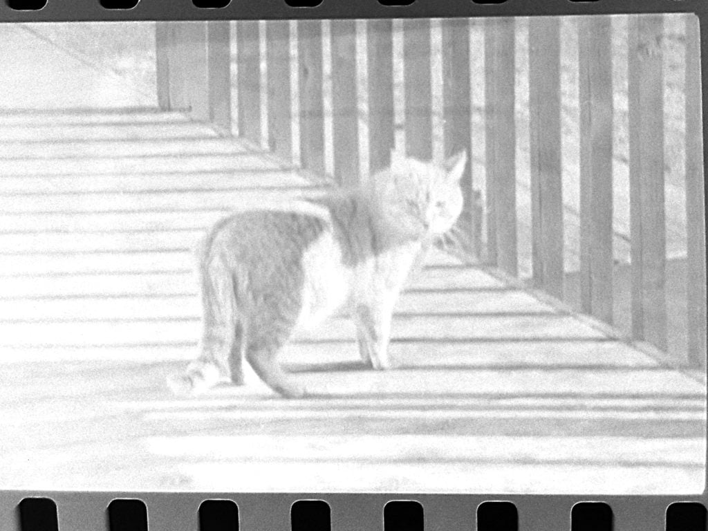 Kodak Negative Scanning Apps - Cat 3